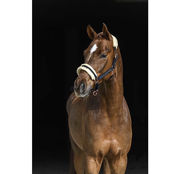 Headcollar Sparkling II