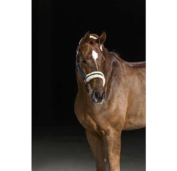 Headcollar Sparkling II