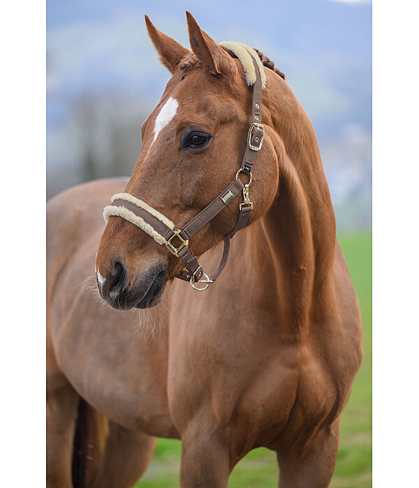 Headcollar Sparkling II
