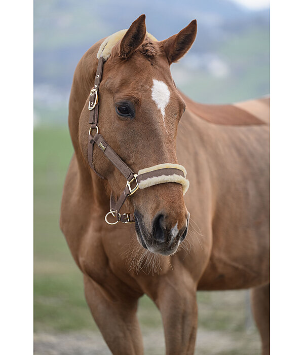 Headcollar Sparkling II