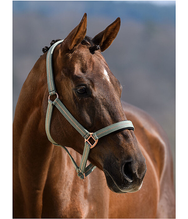 Headcollar Shimmering