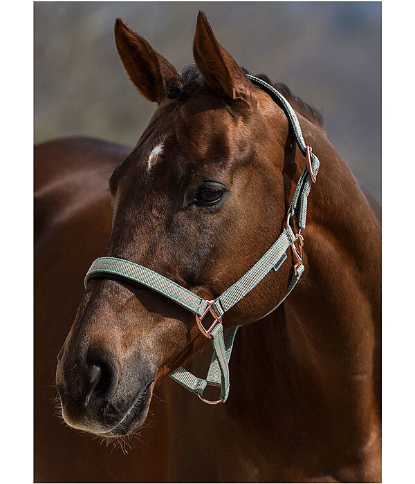 Headcollar Shimmering