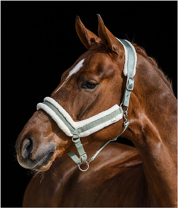 Teddy Fleece Headcollar Anatomical Relaxation