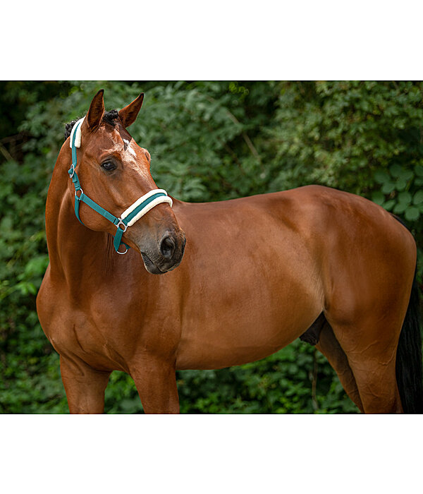 Teddy Fleece Headcollar Super Price III