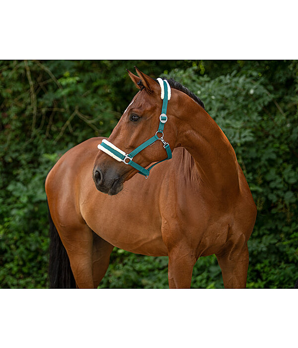 Teddy Fleece Headcollar Super Price III