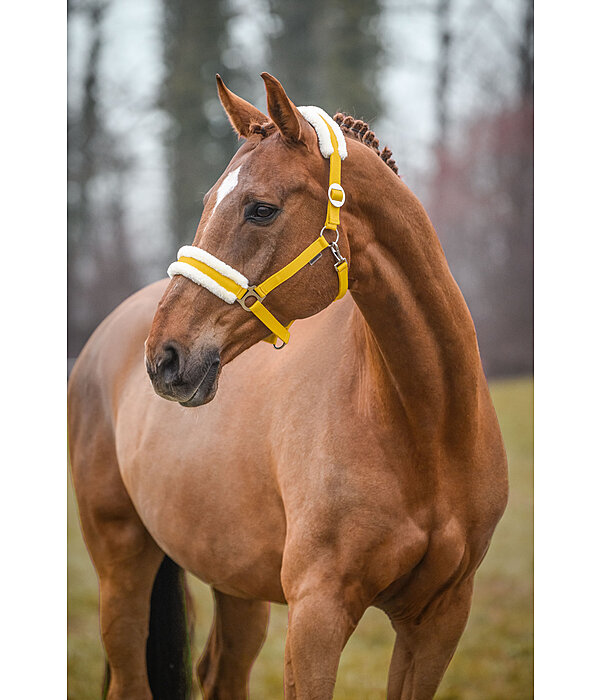 Teddy Fleece Headcollar Super Price III