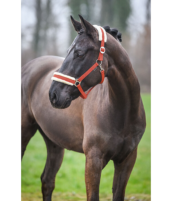 Teddy Fleece Headcollar Super Price III