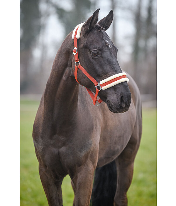 Teddy Fleece Headcollar Super Price III