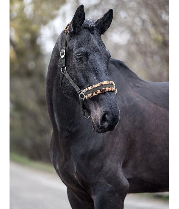 Teddy Fleece Headcollar Super Price III