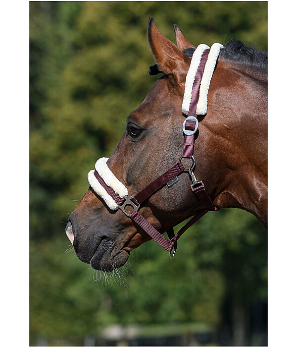 Teddy Fleece Headcollar Super Price III