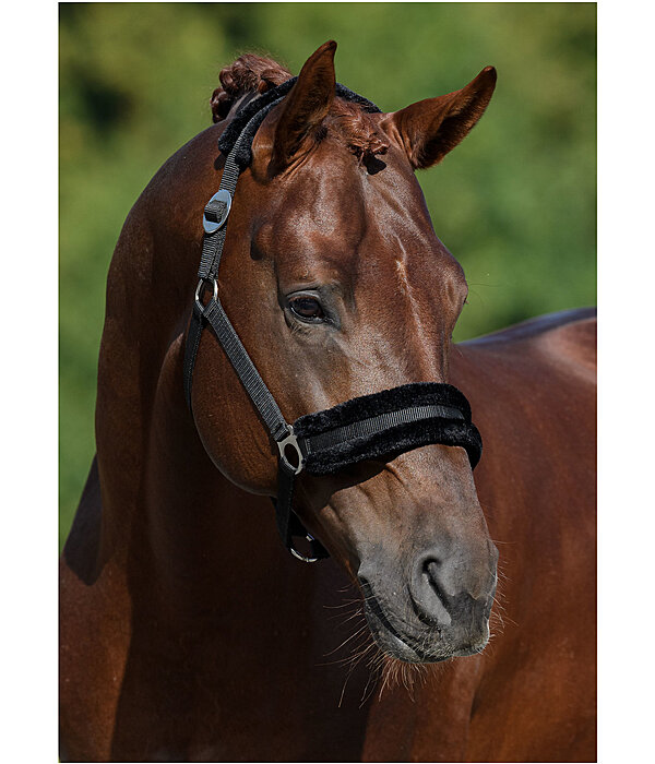 Teddy Fleece Headcollar Super Price III