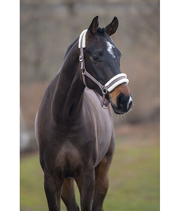 Teddy Fleece Headcollar Super Price III
