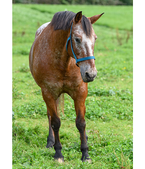 Field Headcollar Safety