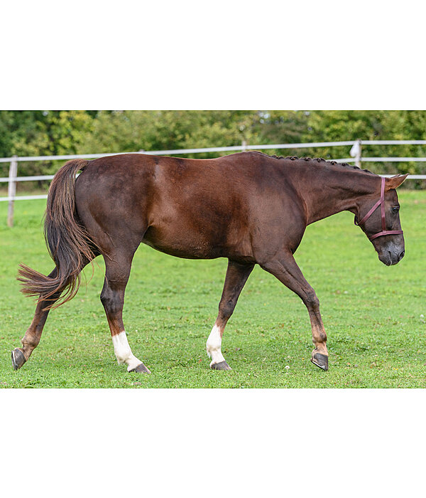 Field Headcollar Safety