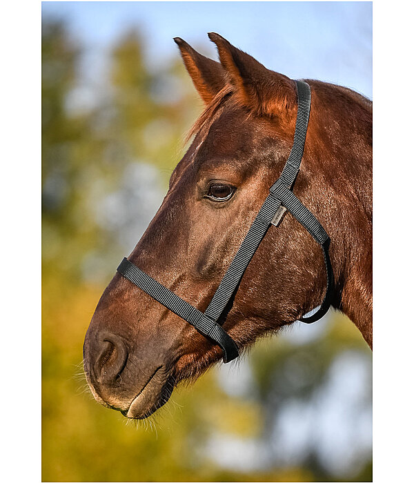 Field Headcollar Safety