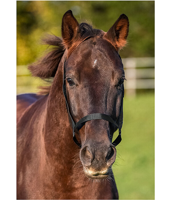 Field Headcollar Safety