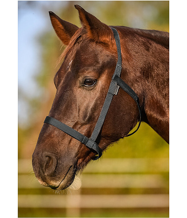 Field Headcollar Safety