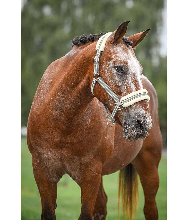 Teddy Fleece Headcollar Essential II