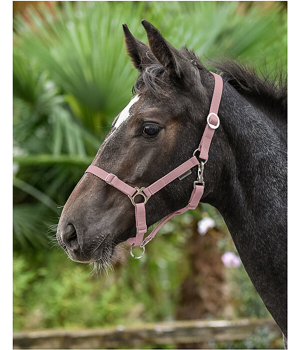 Foal and Shetland Pony Headcollar Grow With You