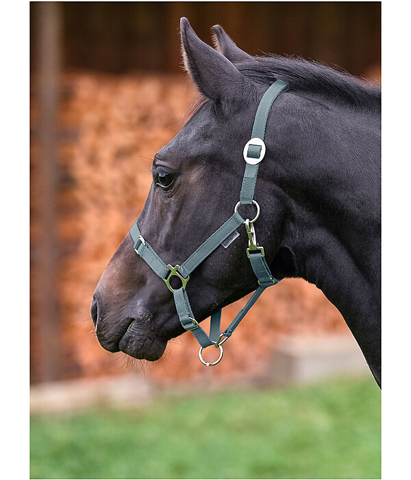 Foal and Shetland Pony Headcollar Grow With You