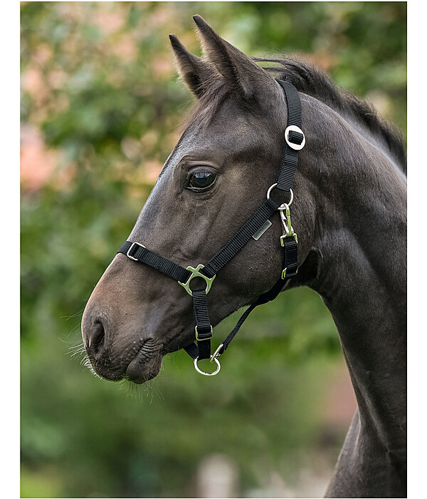Foal and Shetland Pony Headcollar Grow With You