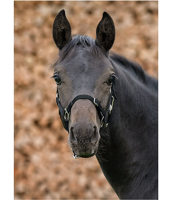 Foal and Shetland Headcollar Grow With You