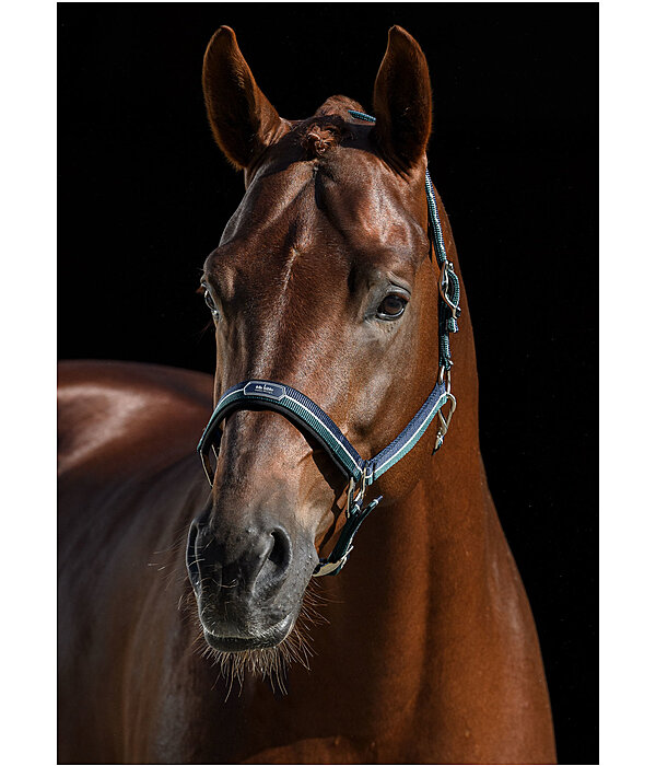Headcollar Performance II