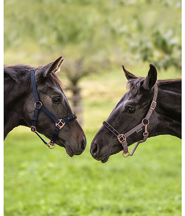 Foal and Shetland Pony Headcollar Future Star