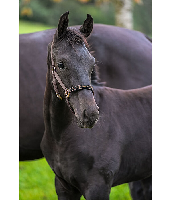 Foal and Shetland Pony Headcollar Future Star