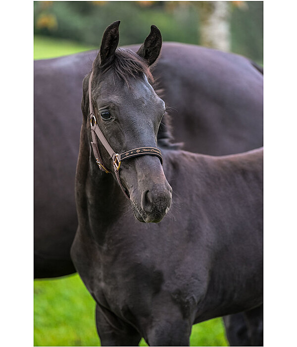 Foal and Shetland Pony Headcollar Future Star