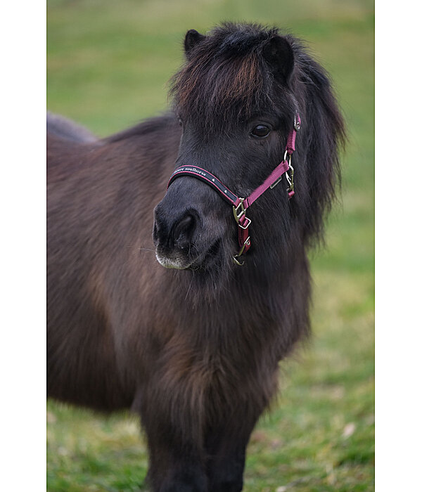 Foal and Shetland Pony Headcollar Future Star