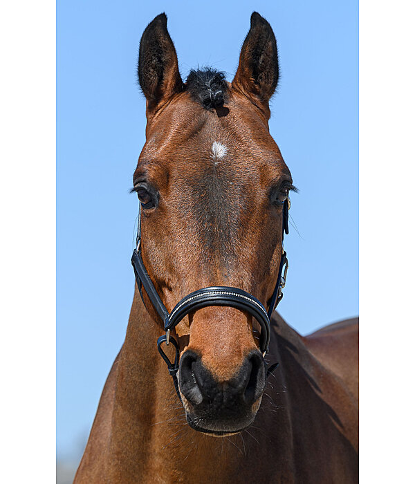 Leather Headcollar Selina with Glitter Stones