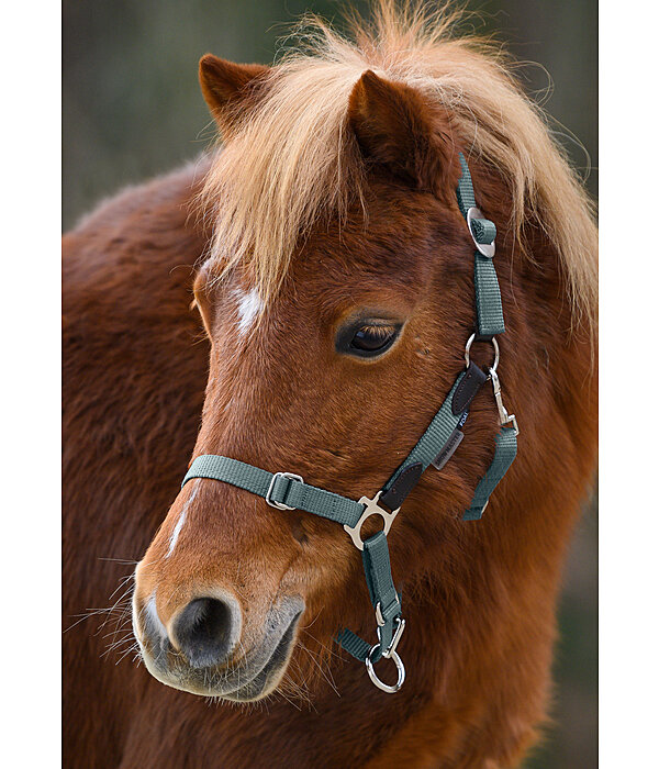 Foal & Shetland Pony Headcollar Katy