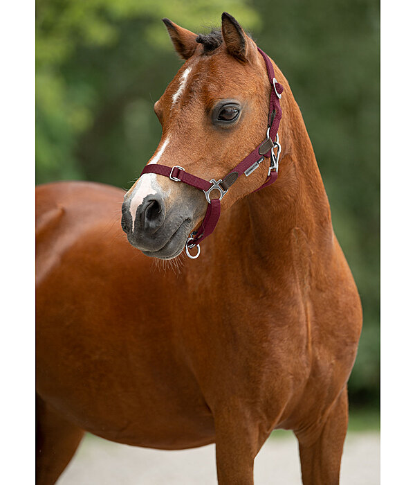 Foal & Shetland Pony Headcollar Katy