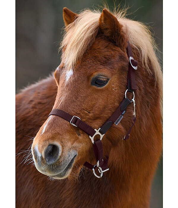 Foal & Shetland Pony Headcollar Katy