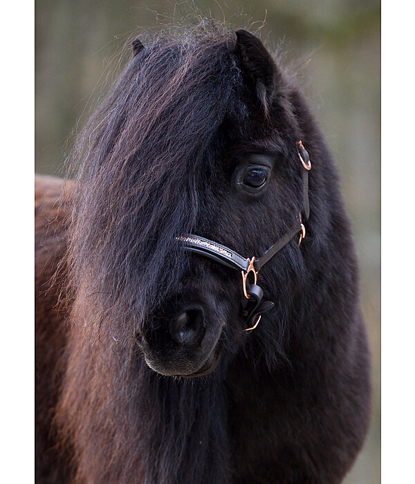 Foal & Shetland Pony Headcollar Little Rosy