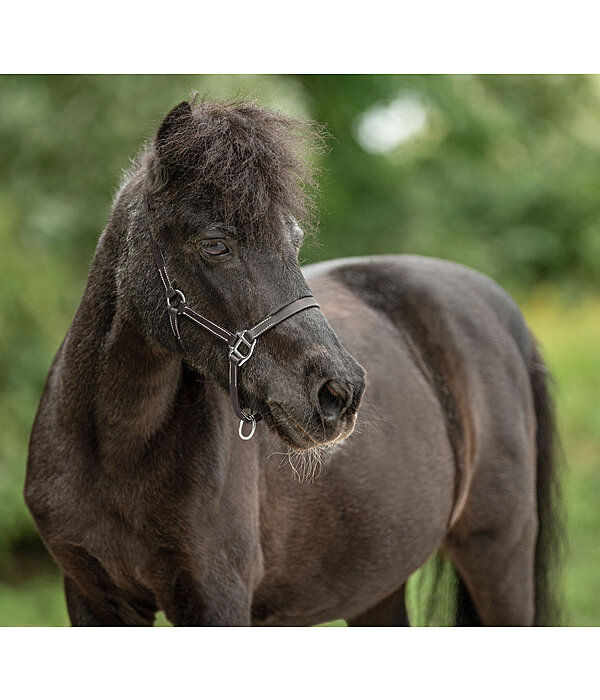 Foal Leather Headcollar Classic