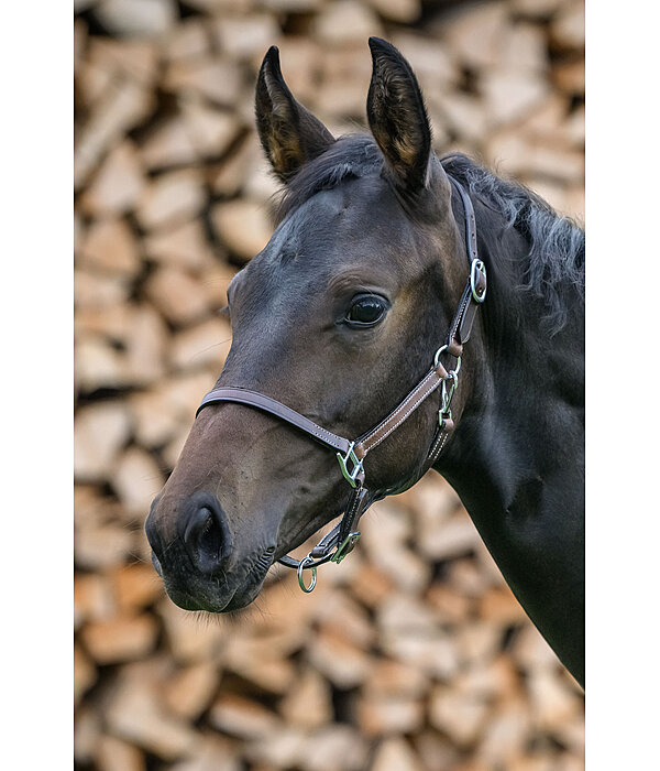 Foal Leather Headcollar Classic