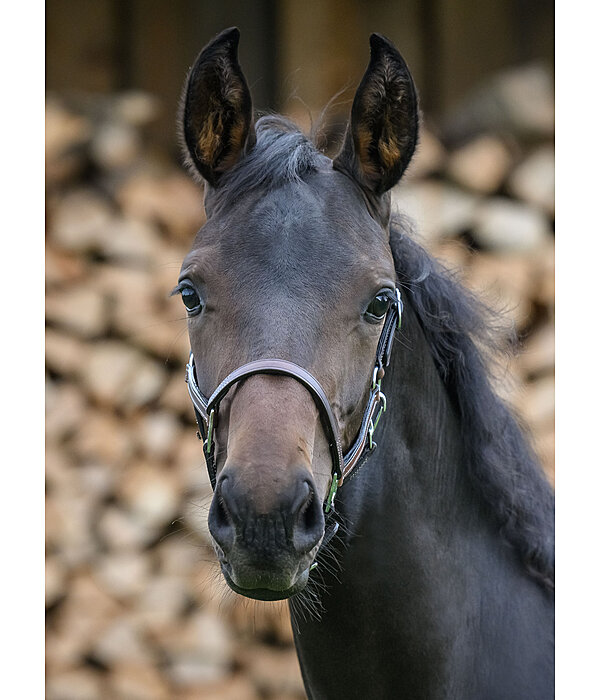 Foal Leather Headcollar Classic