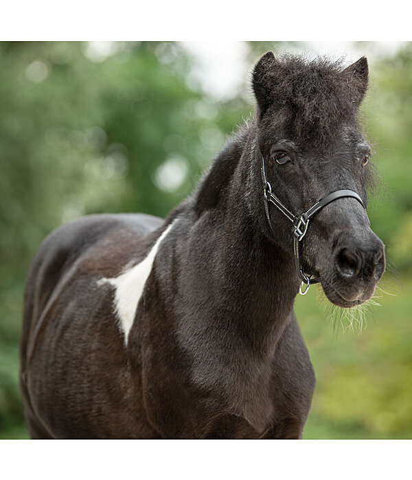 Foal Leather Headcollar Classic