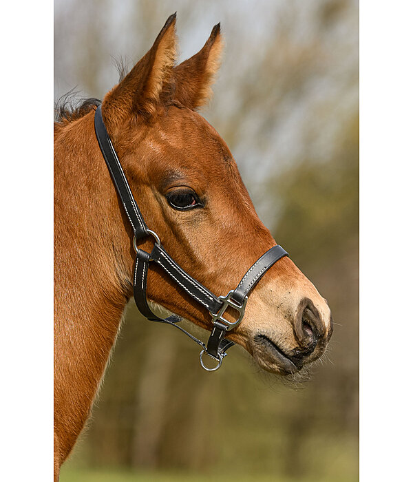 Foal Leather Headcollar Classic