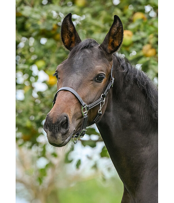Foal Leather Headcollar Classic