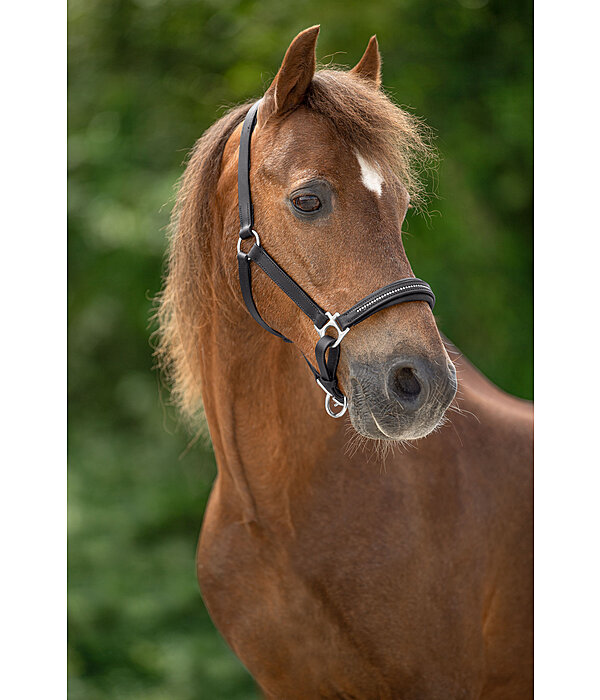 Foal and Shetland Leather Headcollar Selina with Rhinestones