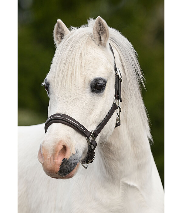 Foal and Shetland Leather Headcollar Selina with Rhinestones