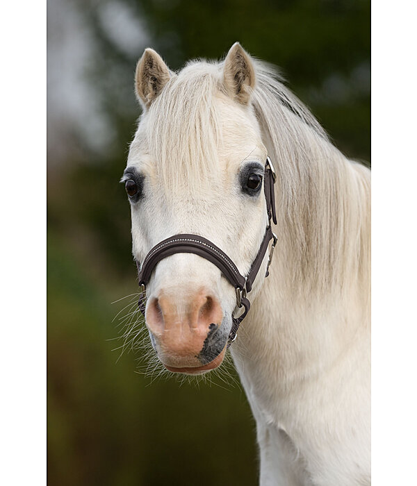 Foal and Shetland Leather Headcollar Selina with Rhinestones