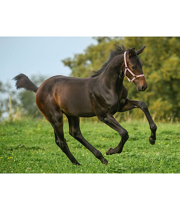 Foal and Shetland Pony Headcollar Shimmering