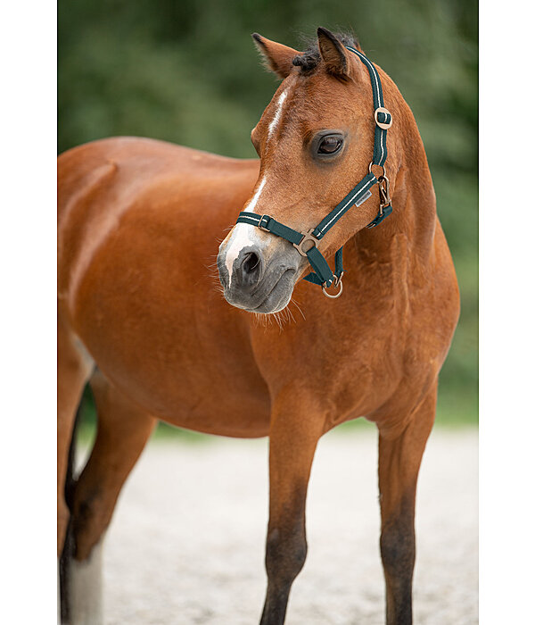 Foal and Shetland Pony Headcollar Shimmering