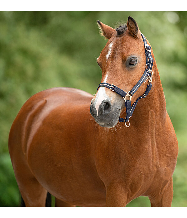 Foal and Shetland Pony Headcollar Shimmering