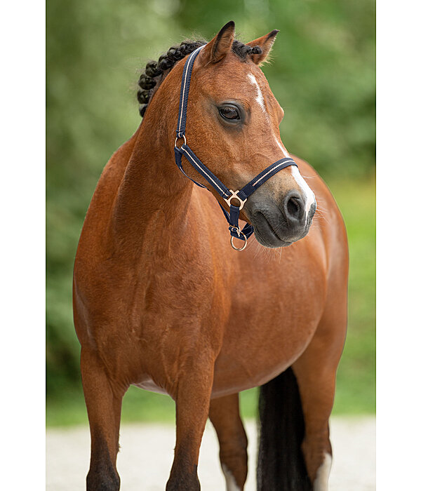 Foal and Shetland Pony Headcollar Shimmering