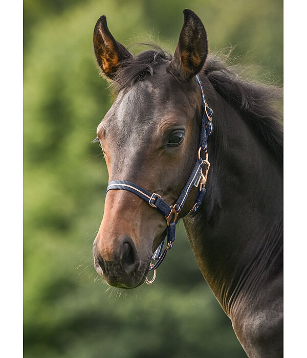 Foal and Shetland Pony Headcollar Shimmering